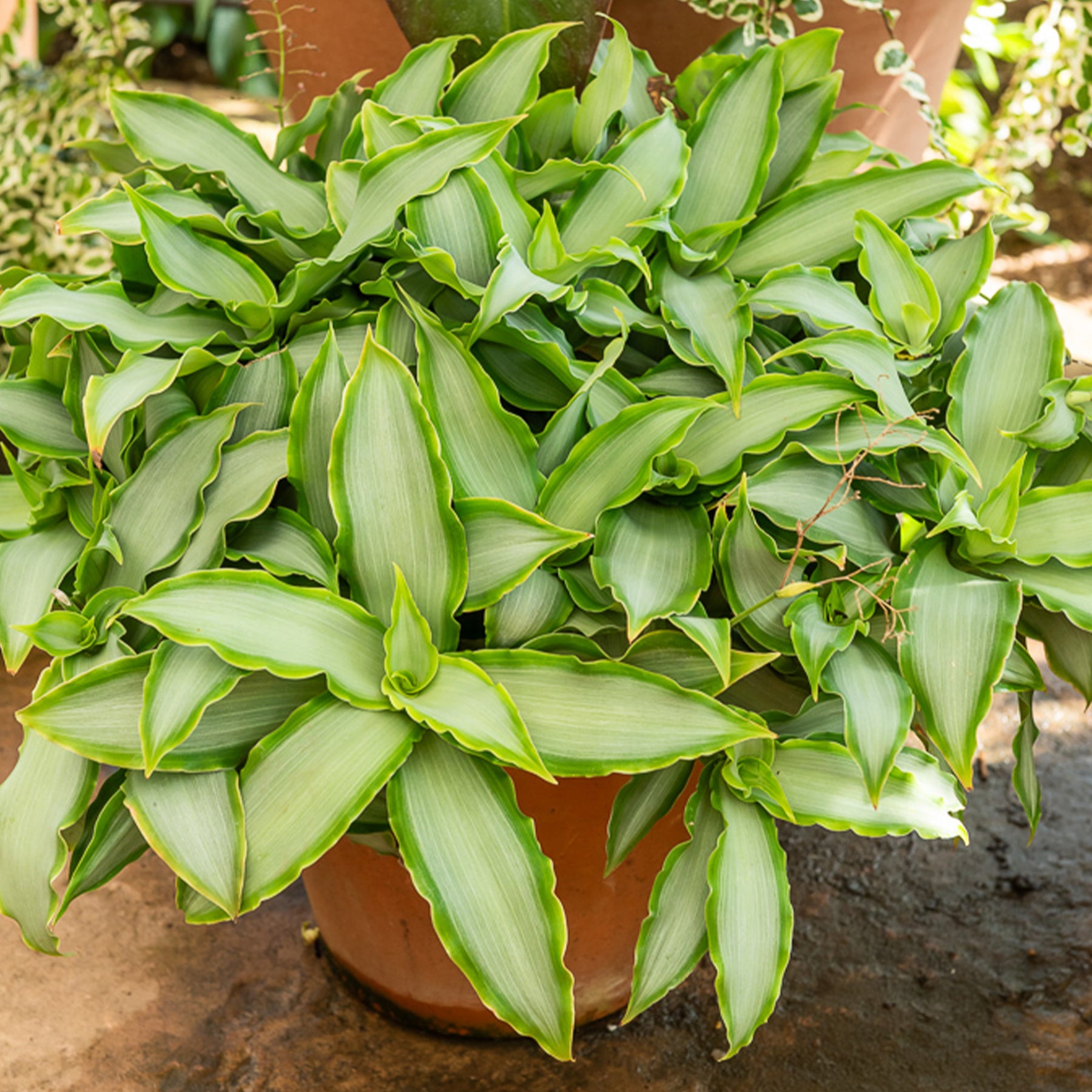 Pekinggras 'Bright Star' - Willemse