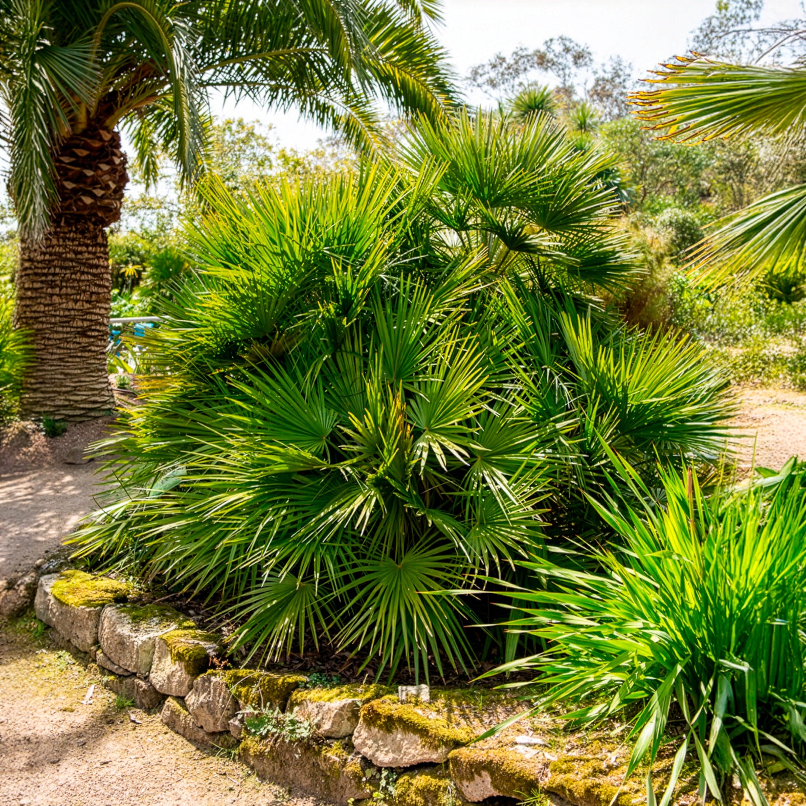 Palmen - Europese dwergpalm 3 Liter pot - Chamaerops humilis