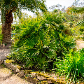 Palmen - Europese dwergpalm 3 Liter pot - Chamaerops humilis