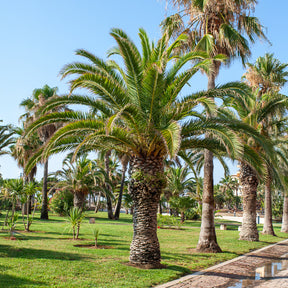 Phoenix canariensis - Dadelpalm - Palmen
