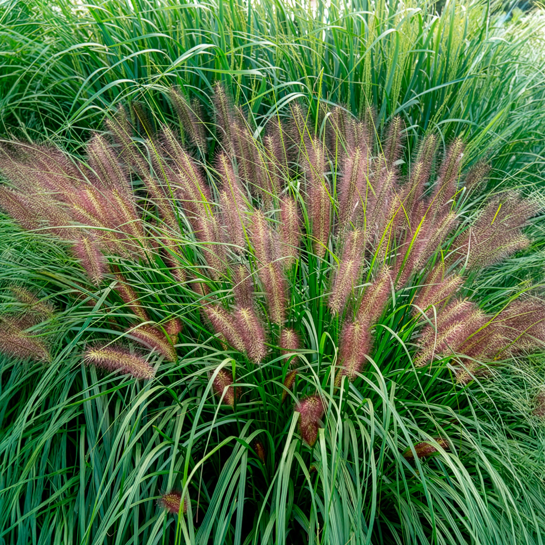 Pennisetum - Lampenpoetsersgras 'Red Head' - Pennisetum alopecuroides red head