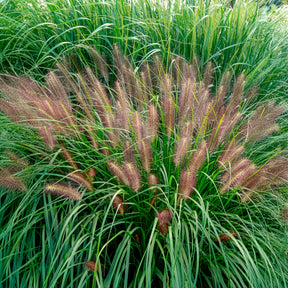 Pennisetum - Lampenpoetsersgras 'Red Head' - Pennisetum alopecuroides red head