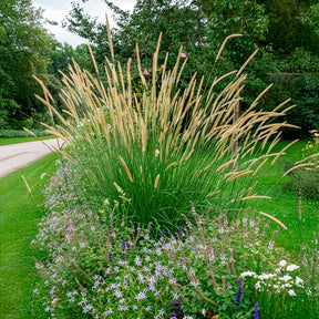 Verkoop Lampenpoetsersgras - Pennisetum macrourum