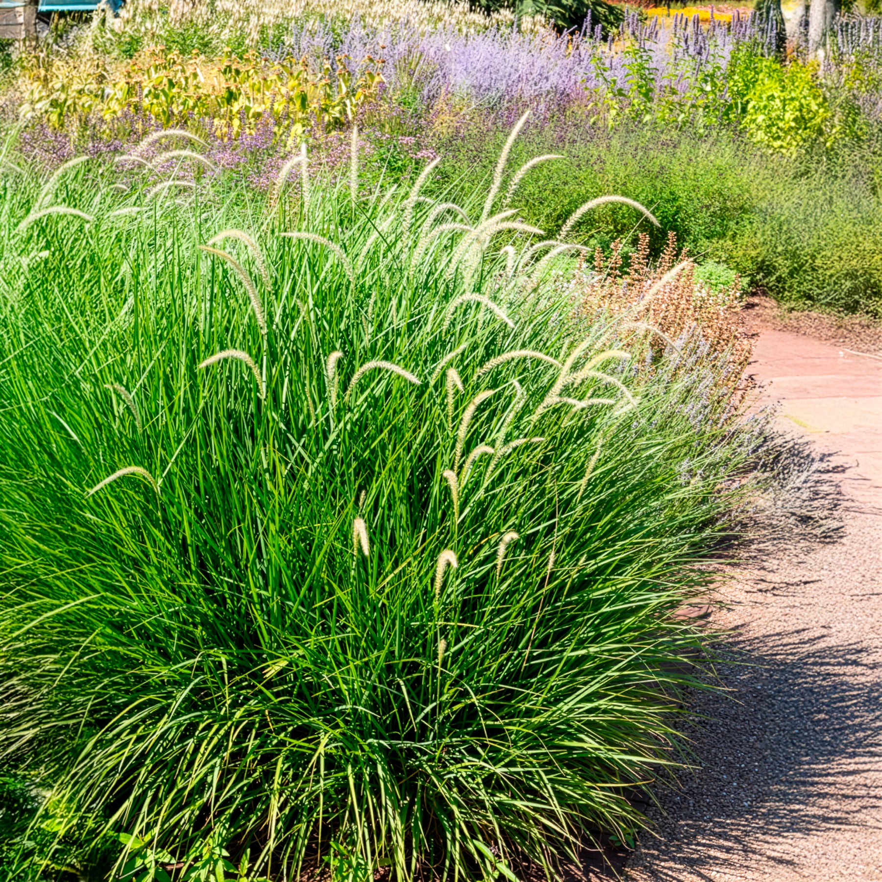 Lampenpoetsersgras 'Fairy Tails' - Pennisetum orientale Fairy Tails - Willemse