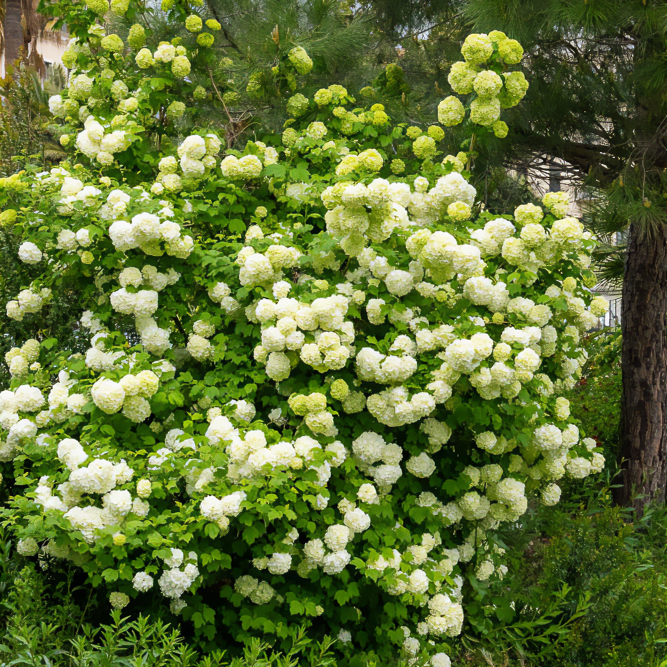 Gelderse roos 'Roseum' - Viburnum opulus Roseum - Willemse
