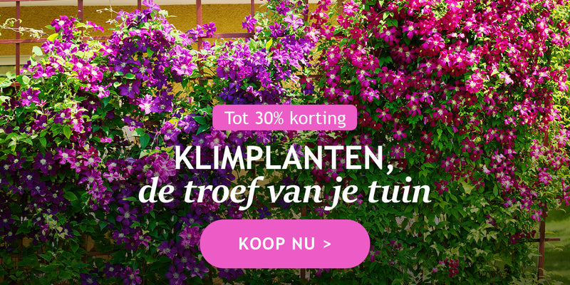 Klimplanten, de troef van je tuin tot 30%!