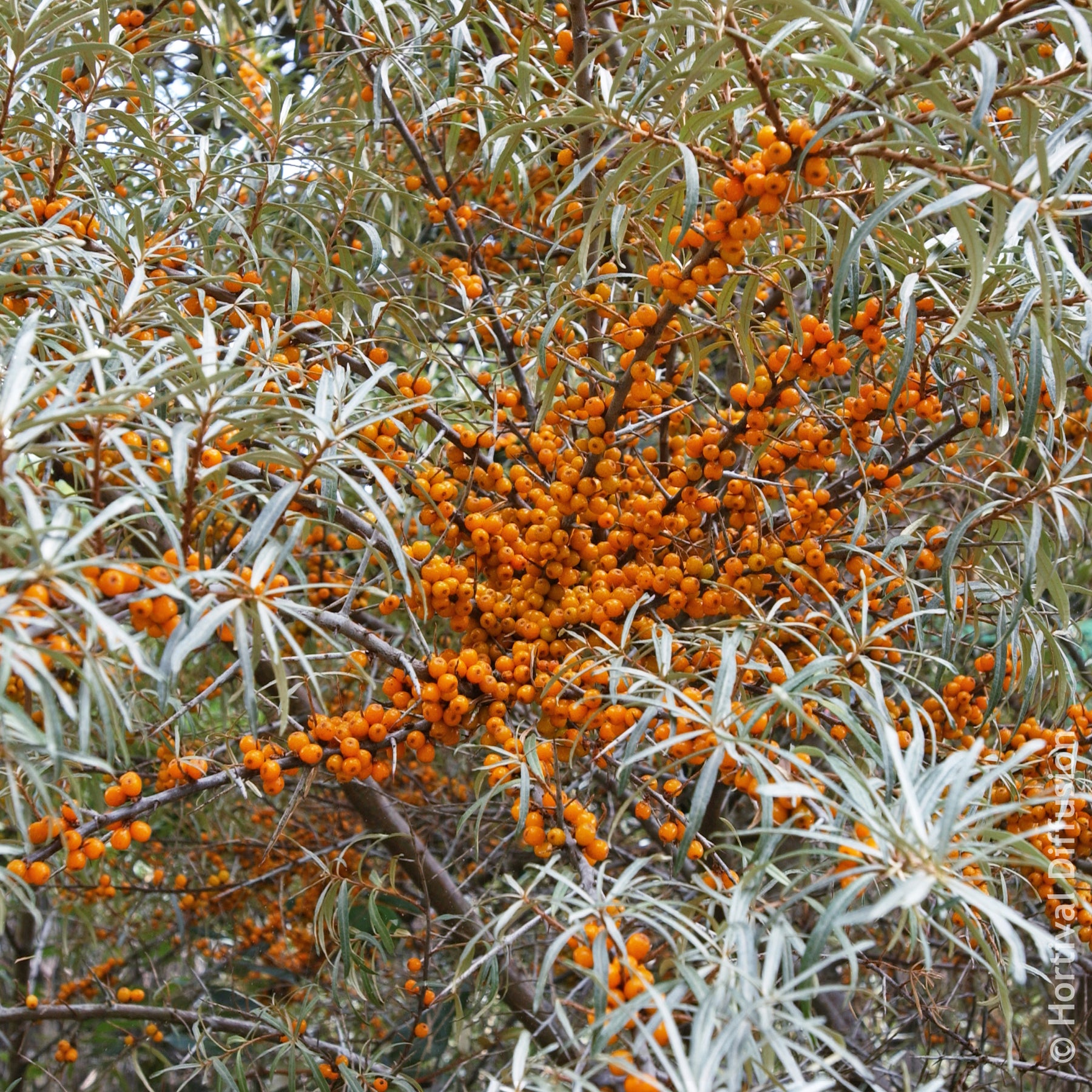 Verkoop Duindoorn - Hippophae rhamnoides