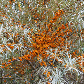 Verkoop Duindoorn - Hippophae rhamnoides