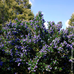 Verkoop Ceanothus Skylark / Amerikaanse sering
