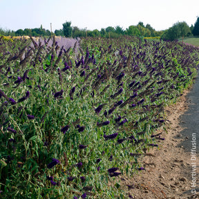 Verkoop Vlinderstruik 'Black Knight'