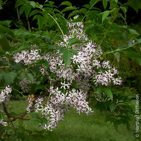Melia azedarach / Kralenboom - Bloeiende bomen - Willemse