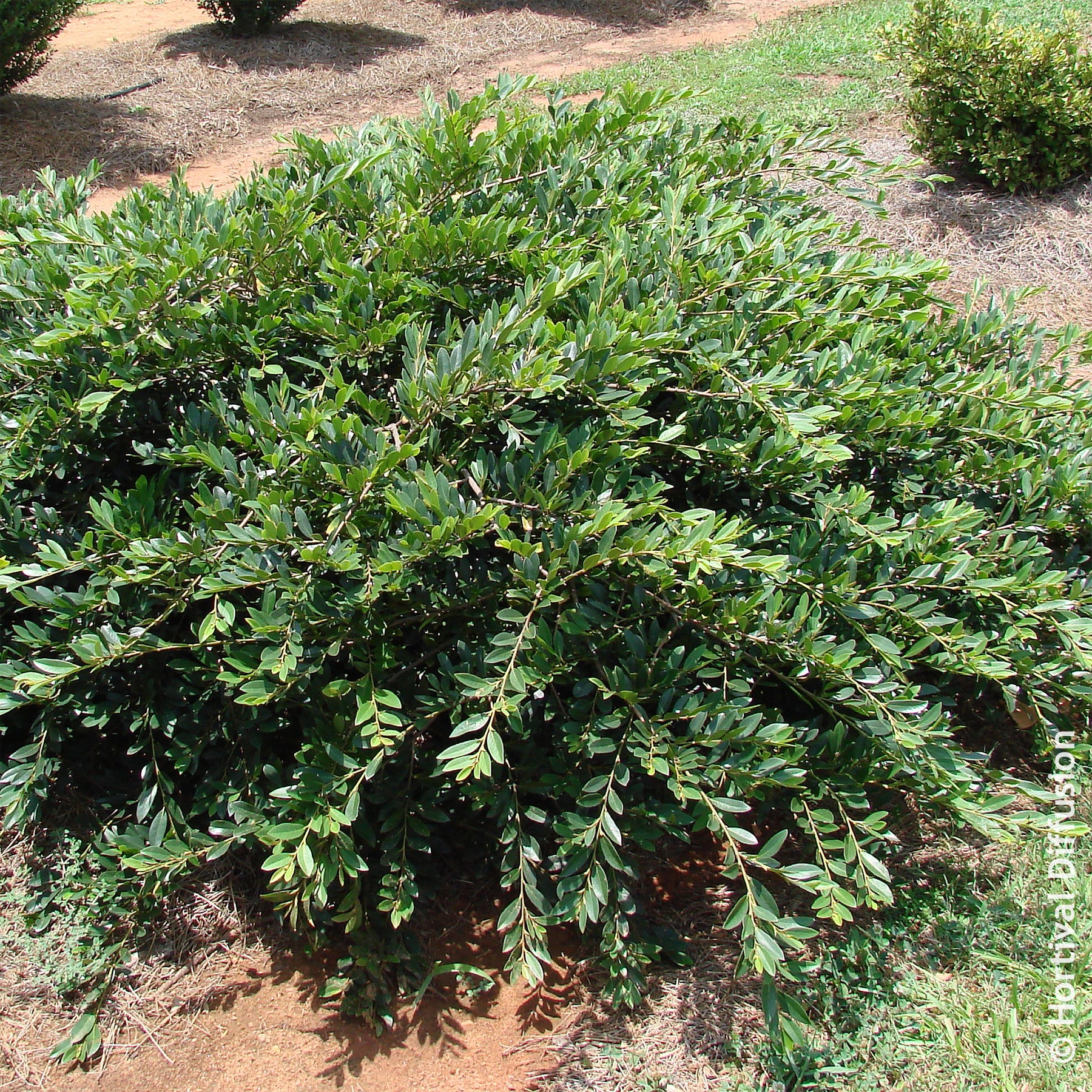 Distylium Vintage Jade