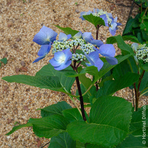 Hydrangea Zorro - Hortensia Zorro Blue - Hortensia