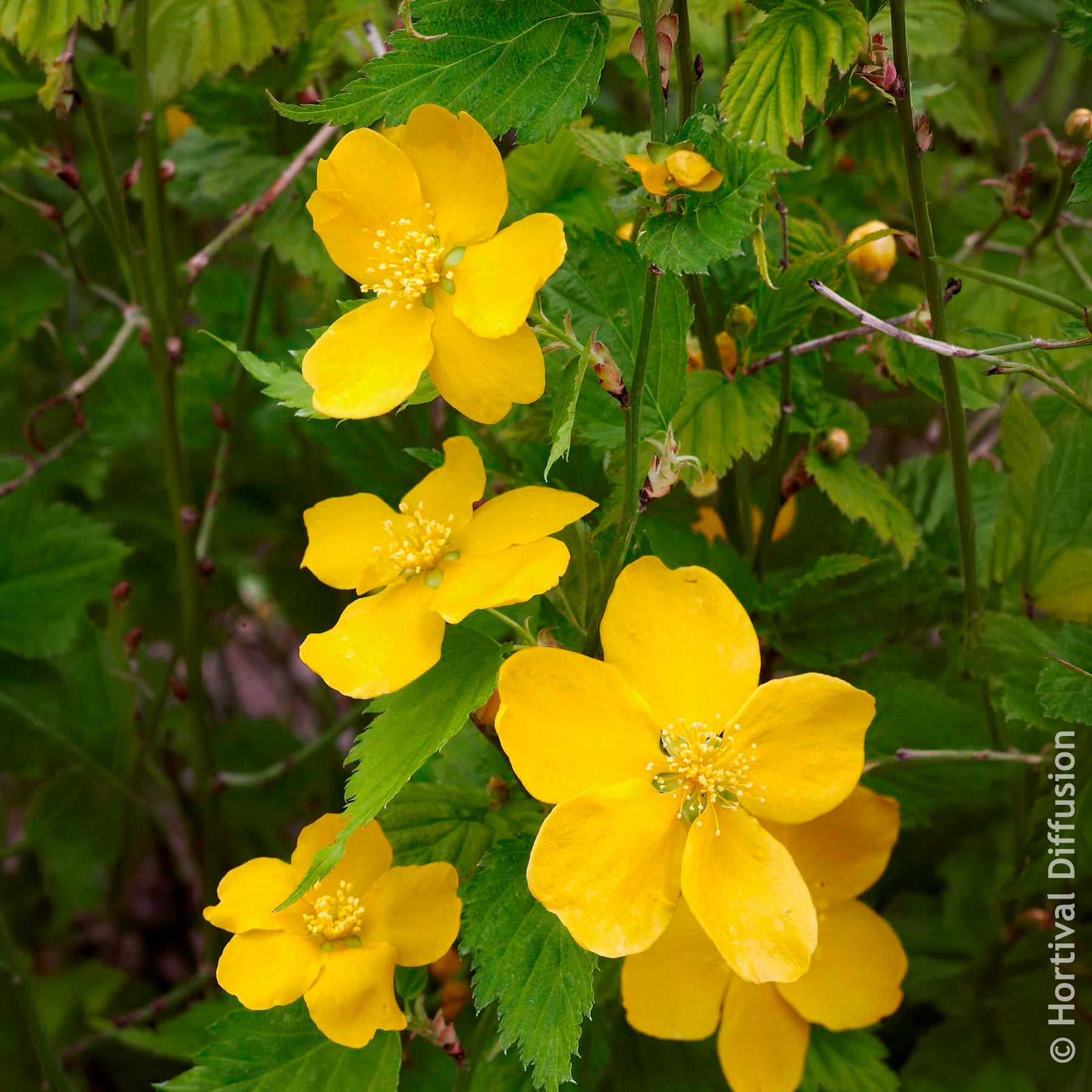 Verkoop Kerria japonica Golden Guinea - Ranonkelstruik Golden Guinea