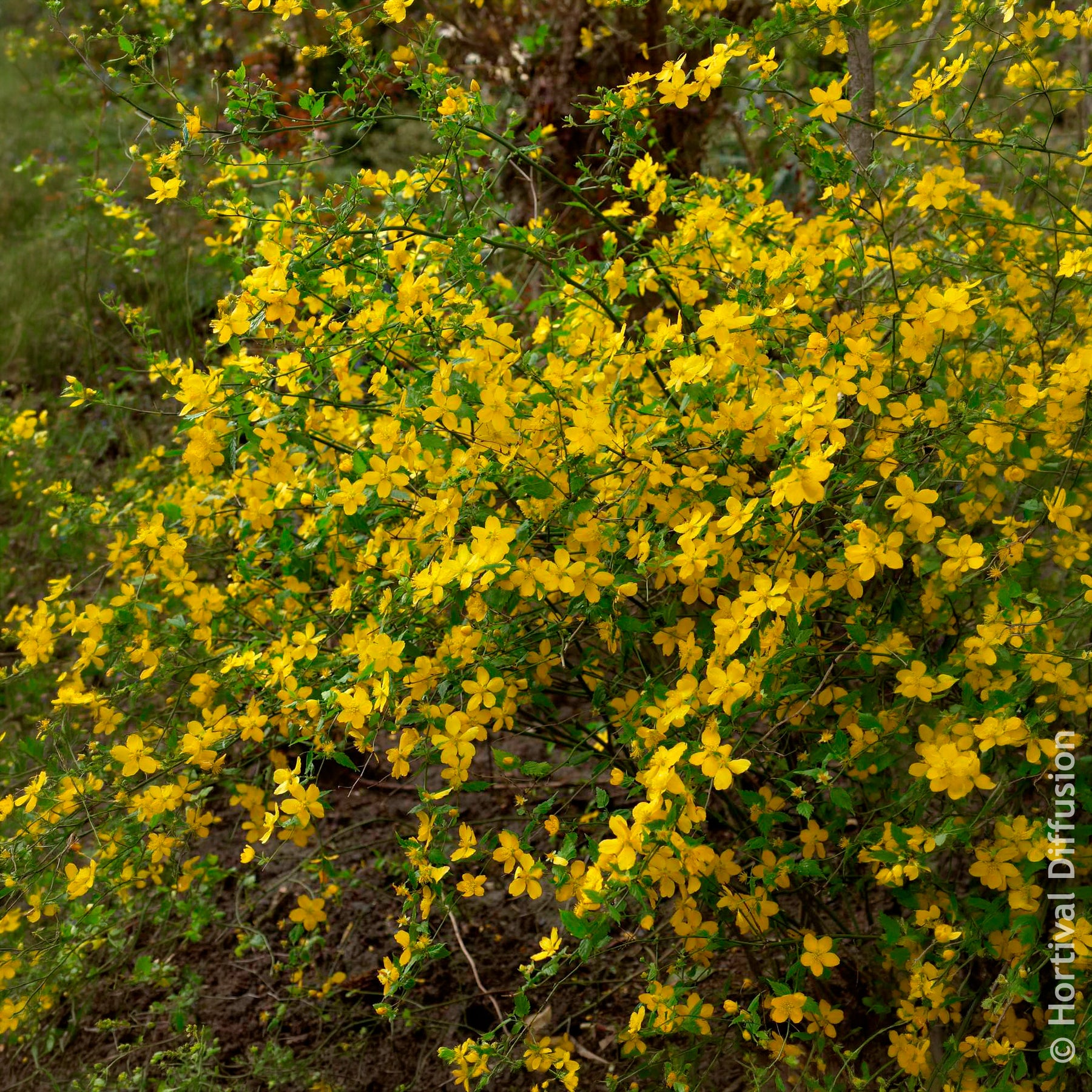Ranonkelstruik Golden Guinea - Bloeiende heesters - Willemse