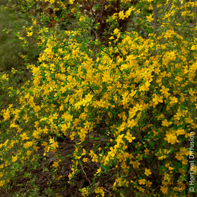 Ranonkelstruik Golden Guinea - Bloeiende heesters - Willemse