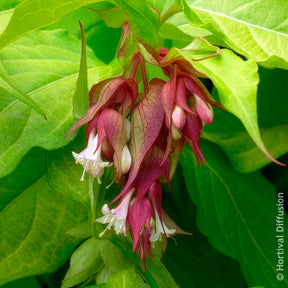 Fazantenbes Golden Lanterns - Bloeiende heesters - Willemse