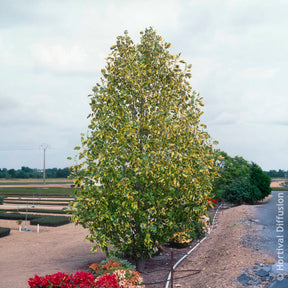 Bloeiende bomen - Bonte tulpenboom - Liriodendron tulipifera Aureomarginata