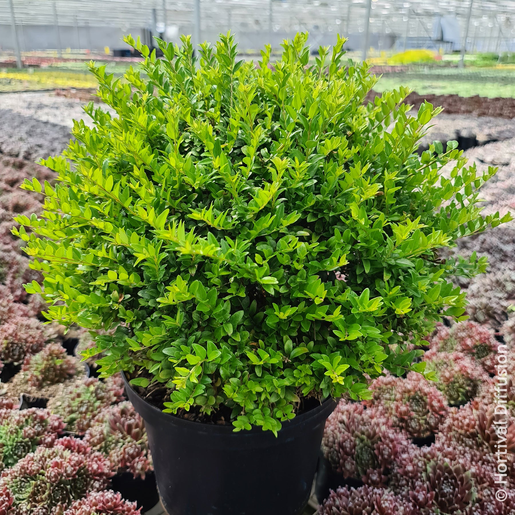Kamperfoelie - Struikkamperfoelie Green Breeze - Lonicera nitida Garden Clouds Green Breeze