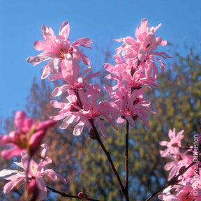 Verkoop Magnolia Leonard Messel