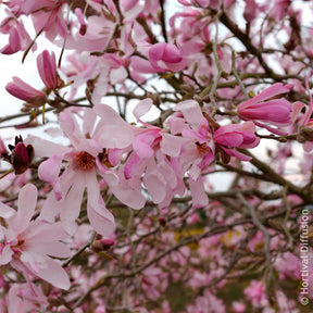 Magnolia Leonard Messel - Magnolia - Willemse