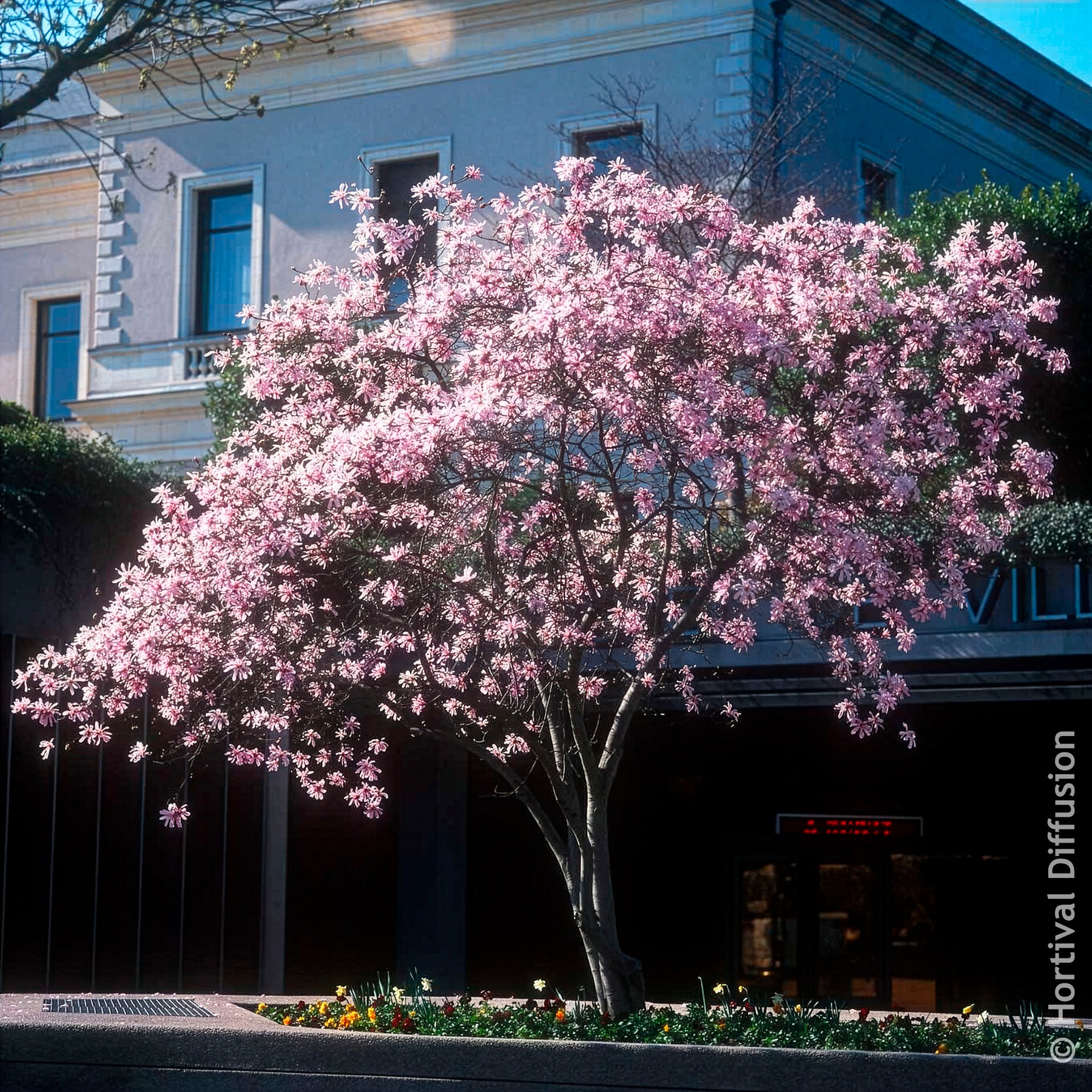 Verkoop Magnolia - Magnolia Leonard Messel