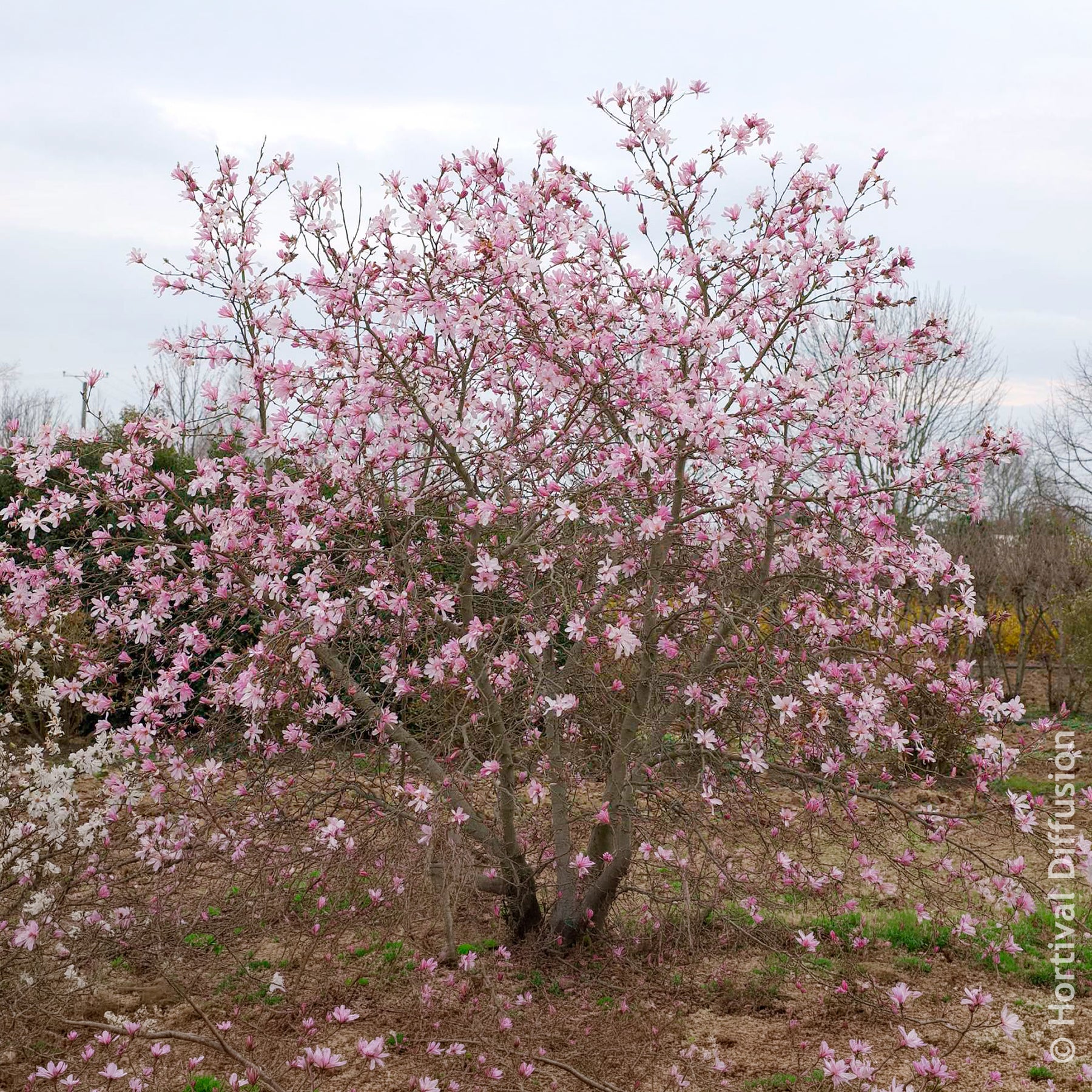 Verkoop Magnolia loebneri Leonard Messel - Magnolia Leonard Messel
