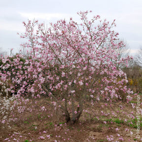 Verkoop Magnolia loebneri Leonard Messel - Magnolia Leonard Messel
