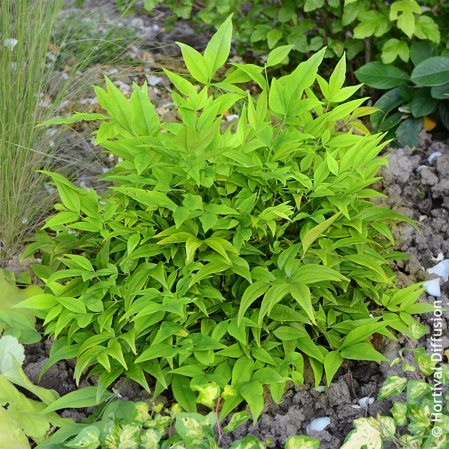 Hemelse bamboe Magical Lemon Lime - Wintergroene planten - Willemse
