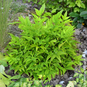 Hemelse bamboe Magical Lemon Lime - Wintergroene planten - Willemse