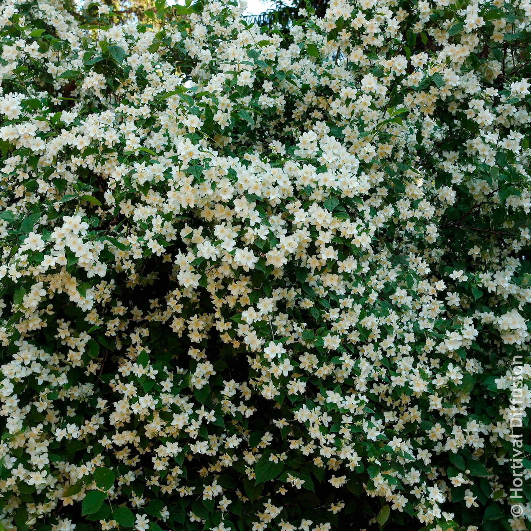 Verkoop Philadelphus coronarius - Boerenjasmijn