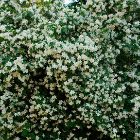 Verkoop Philadelphus coronarius - Boerenjasmijn