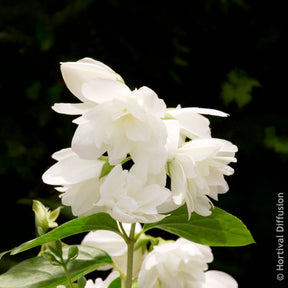 Verkoop Boerenjasmijn Snowbelle - Philadelphus Snowbelle