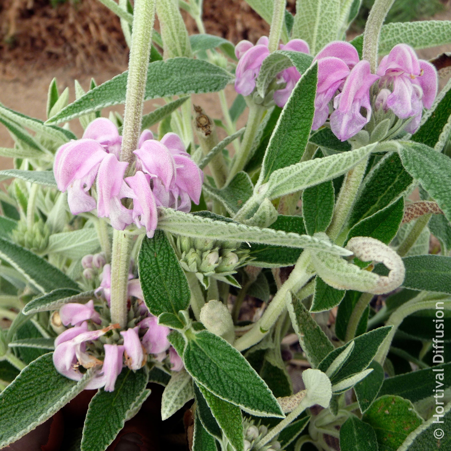 Salie - Paarse brandkruid - Phlomis purpurea