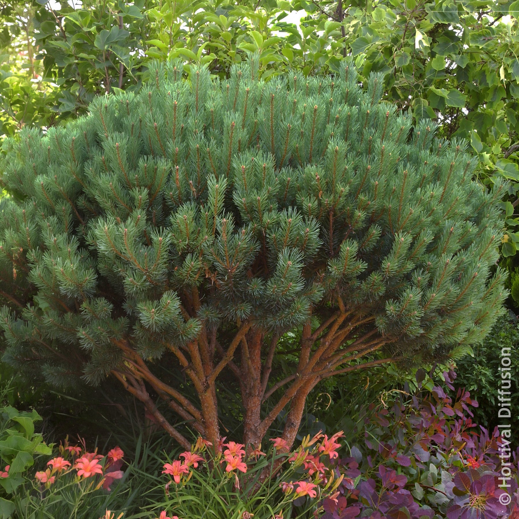 Den - Grove den Watereri - Pinus sylvestris Watereri