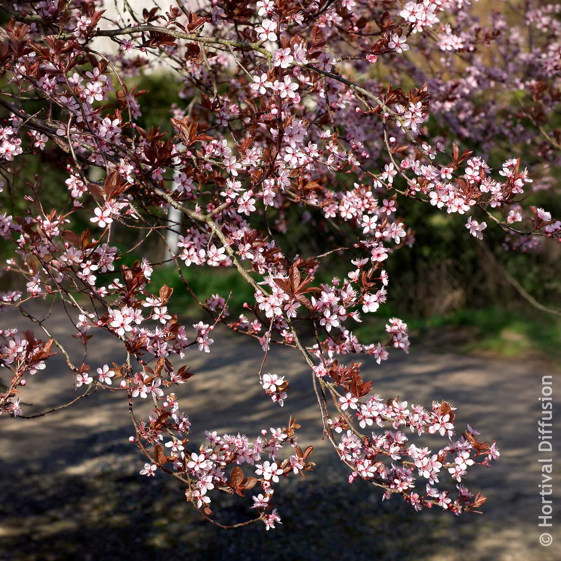 Verkoop Sierpruim - Prunus cerasifera Atropurpurea