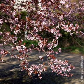 Verkoop Sierpruim - Prunus cerasifera Atropurpurea