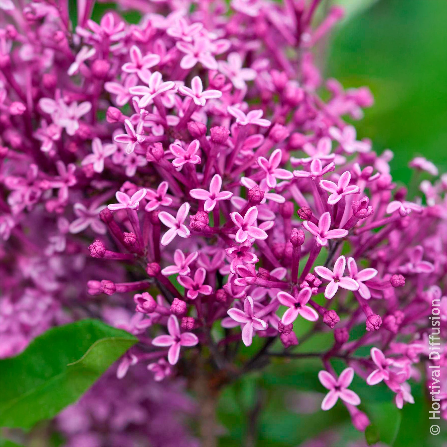 Dwergsering 'Dark Purple' - Sering - Willemse