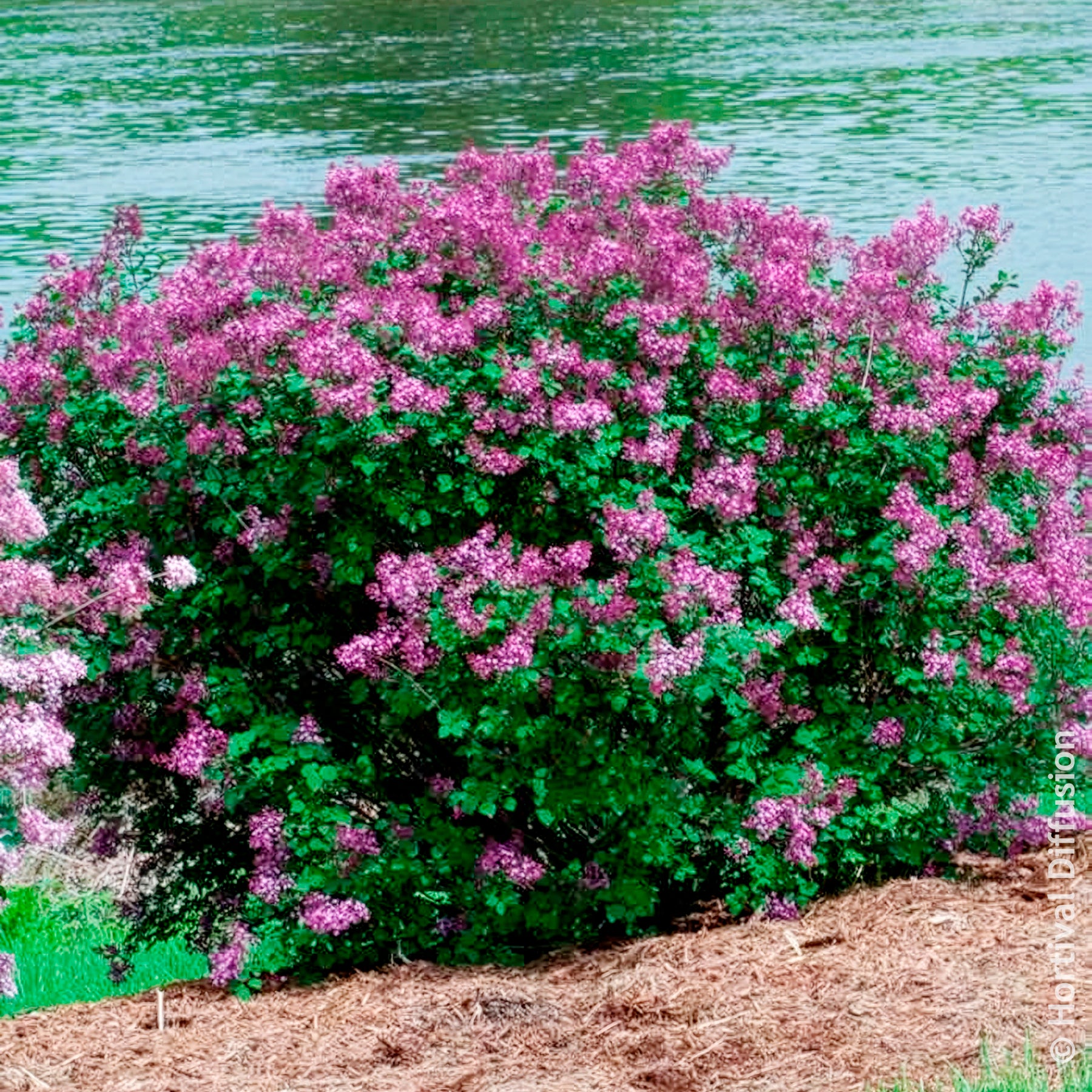 Verkoop Dwergsering 'Dark Purple' - Syringa pubescens microphylla Bloomerang Dark Purple