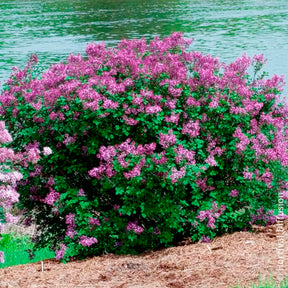 Verkoop Dwergsering 'Dark Purple' - Syringa pubescens microphylla Bloomerang Dark Purple