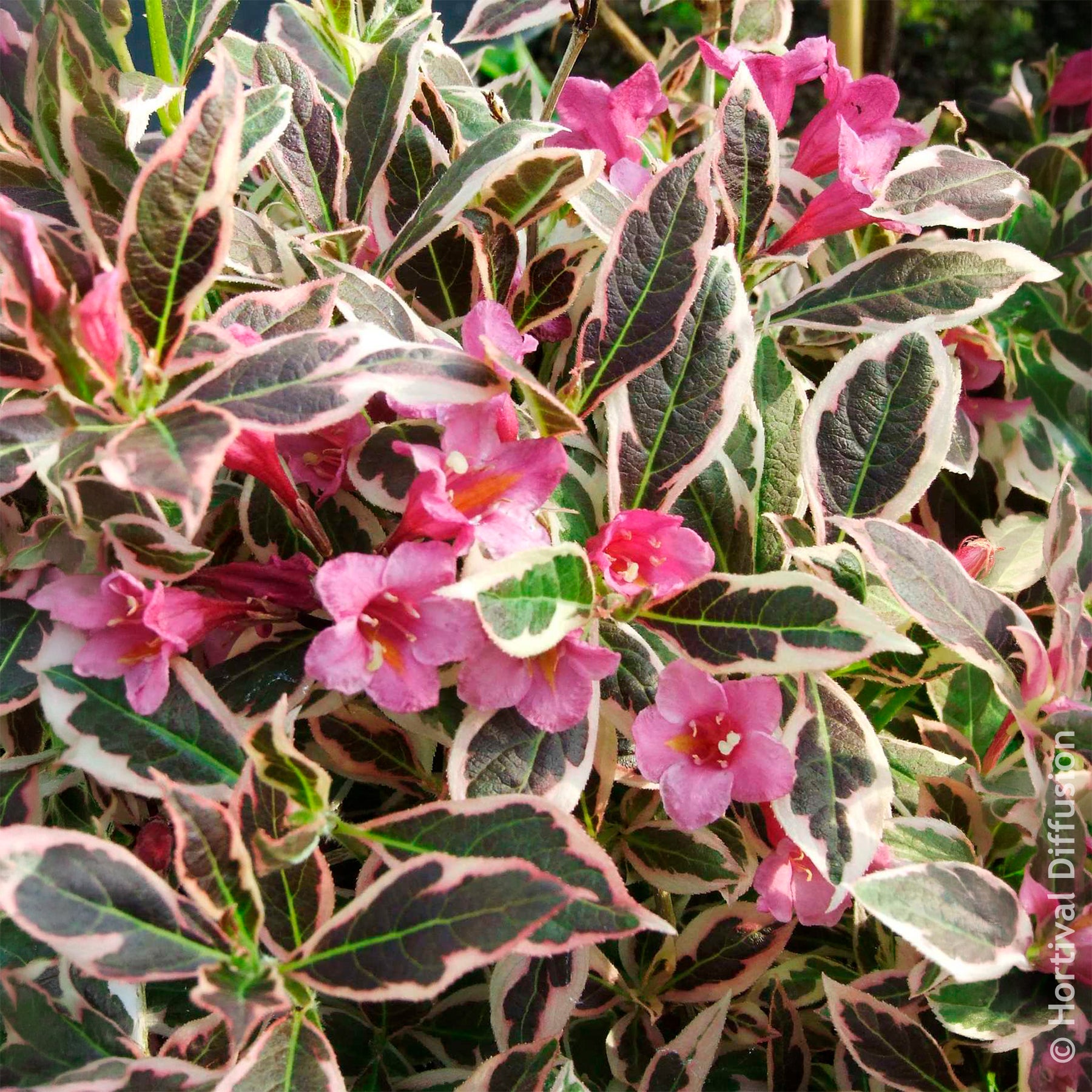 Bloeiende heesters - Weigela Monet - Weigela florida Monet