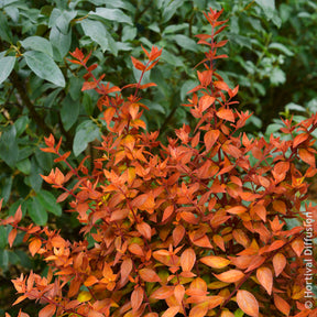 Grootbloemige abelia Caramel Charm - Willemse