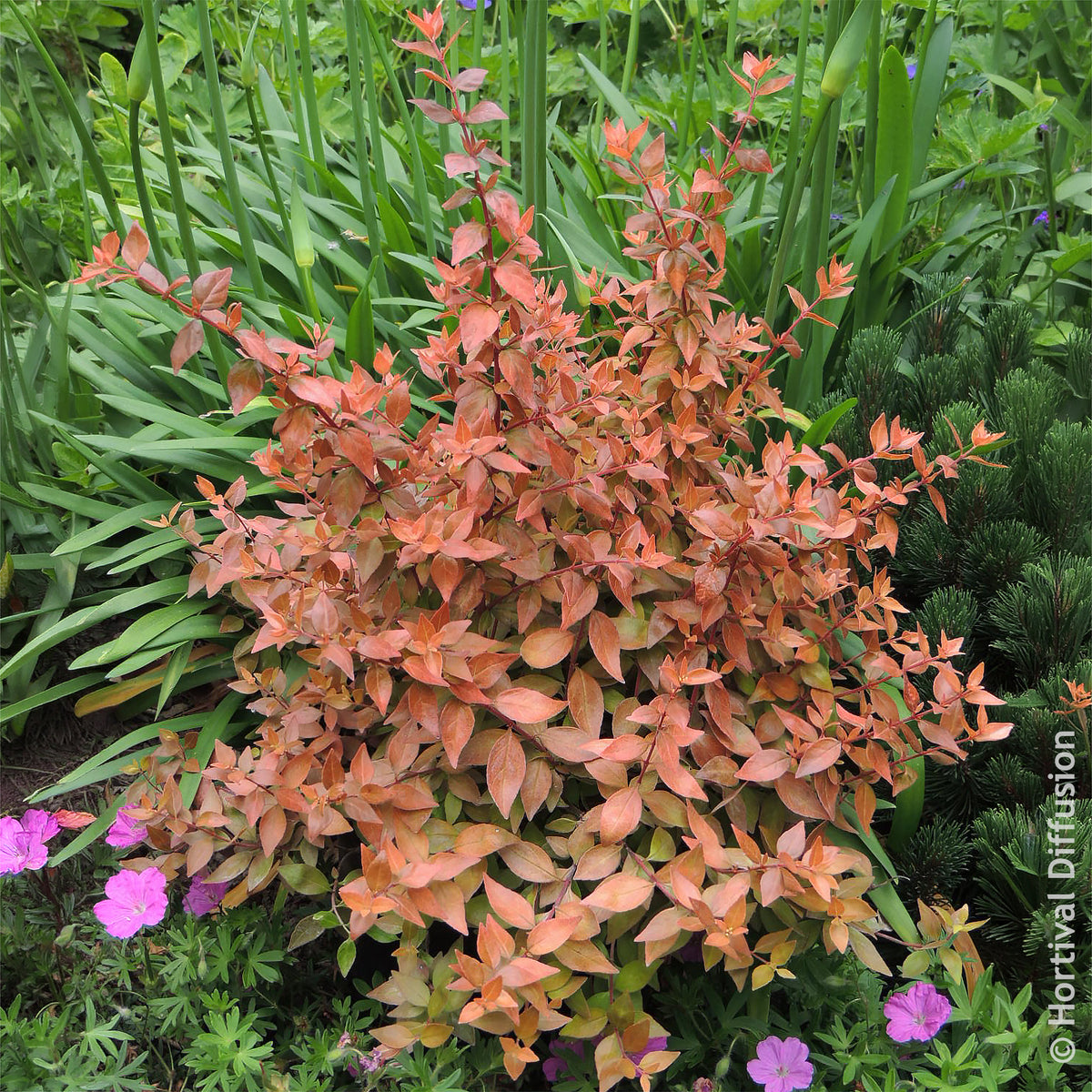Grootbloemige abelia Caramel Charm - Abelia grandiflora Caramel Charm - Willemse