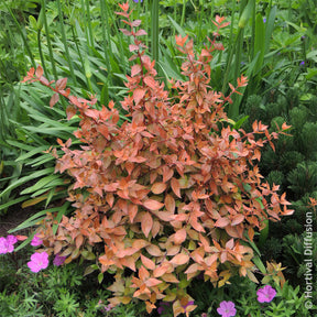Grootbloemige abelia Caramel Charm - Abelia grandiflora Caramel Charm - Willemse