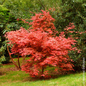 Verkoop Japanse esdoorn Deshojo - Acer palmatum Deshojo