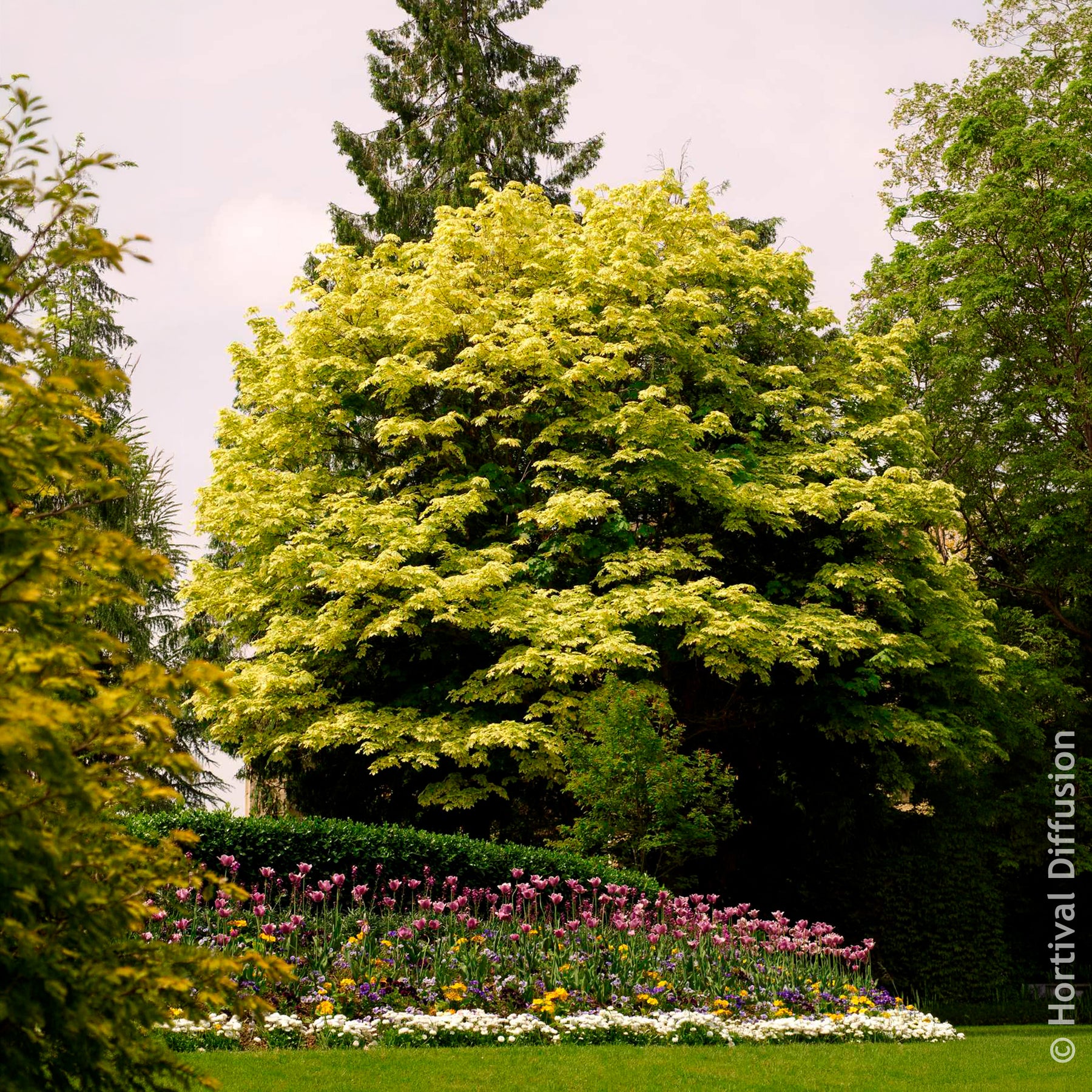 Bonte Noorse esdoorn Drummondii - Esdoorn - Willemse