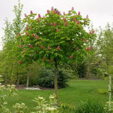 Rode paardenkastanje Briotii - Aesculus carnea Briotii - Willemse