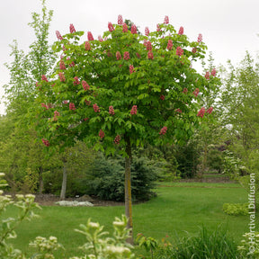 Rode paardenkastanje Briotii - Aesculus carnea Briotii - Willemse