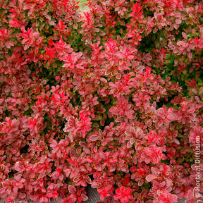 Berberis - Zuurbes Admiration - Berberis thunbergii Admiration