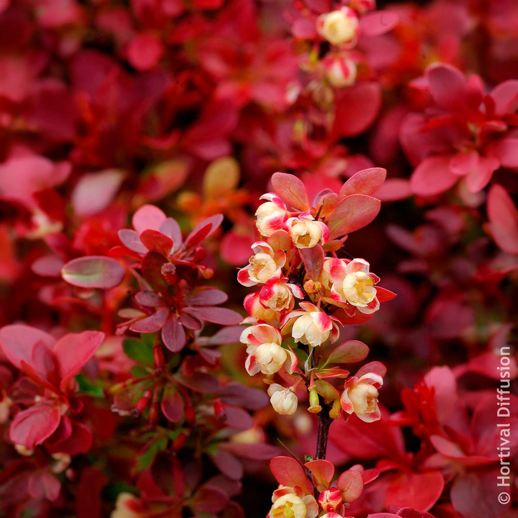 Zuurbes Admiration - Berberis thunbergii Admiration - Willemse